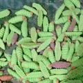 Cooksnap dari Brigita Merlin untuk resep Caterpillar cookies keto #Keto_CP_AnekaKueKering