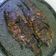 Cooksnap dari Bramanti S. Anggraini untuk resep Ikan Mujair Bakar mantep
