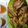 Cooksnap dari Intan Risma untuk resep Pisang Goreng Crispy