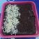 Cooksnap dari Indah Wulandari untuk resep BROWNIES KUKUS NY. LIEM