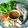 รูป Cooksnap ของ สุธารัตน์ เก่งพินิจ เมื่อเขาทำ เมี่ยงปลาทู