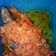 Cooksnap dari Anindya Nuraini untuk resep Ikan Kembung Balado