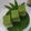 Cooksnap dari Eka Widyani untuk resep Kue talam ketan srikaya pandan
