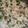 Payal Bhatt's cooksnap of when they made પીસ પુલાવ (Peas Pulav recipe in Gujarati).