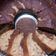 Cooksnap dari lina untuk resep Banana Cake Ala Farah Quinn (2 telur, moist tanpa mixer)