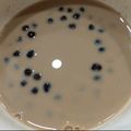 Lalala 的 黑糖珍珠鮮奶 cooksnap