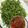 Cooksnap dari Nov Pradani untuk resep Sea Grapes Salad (Spicy, Sweet and Sour Dressing)