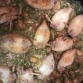 El cooksnap de Dcatpa cuando hizo Calamares rellenos.