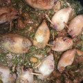 El cooksnap de Dcatpa cuando hizo Calamares rellenos.