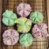 Cooksnap dari Dianzt untuk resep Bolu kukus mekar lembut (tanpa air soda)