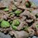 รูป Cooksnap ของ Nongsu 3177 เมื่อเขาทำ สะตอผัดกะปิกุ้งหมูสับ