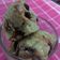 Cooksnap dari @BundaAlya untuk resep Ice cream Alpukat homemade