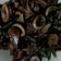 Cooksnap dari Bunda Azzam&Chalila untuk resep Tumis asin cumi saos tiram