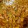 Cooksnap dari yuyun untuk resep Semur Ayam (Topping Mie Ayam)
