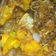 Cooksnap dari Anin Dita untuk resep Sambal Goreng Kentang Ati Ampela