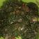 Cooksnap dari Nophi untuk resep Tumis Daun Singkong Ikan Peda