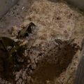 Cooksnap dari Cella untuk resep Gadon daging sapi giling