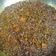 Madhuchanda Dey का कुकस्नैप जब उन्होंने मिक्स दाल फ्राई (Mix Dal fry recipe in hindi) बनाया था।