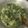 Cooksnap dari Nurlatifah Chairunisa untuk resep Gulai daun singkong pedes