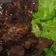 Cooksnap dari Galeri Ar Rafif untuk resep Sapi Lada Hitam (Beef Blackpepper) #antiribet 🇨🇳