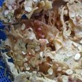 Cooksnap dari Rita Rohaeni untuk resep 630. Rempeyek Kacang Ebi Kriuk