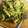 El cooksnap de Paula Rodríguez Linares cuando hizo Salsa pesto con anacardos.