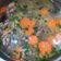 Cooksnap dari Maudy Lynn untuk resep Sup tulang kambing 7.30.7