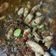 Cooksnap dari Galuh Purnama Gesti untuk resep Sambal Baby Cumi