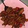 Cooksnap dari Nico Vick untuk resep Tempe teriyaki #Maree