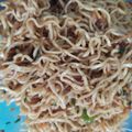 Cooksnap dari Ayu Rahmawati untuk resep Oseng Mie Kuning