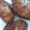 El cooksnap de martaponsster cuando hizo Torrijas Caseras.