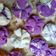 Cooksnap dari Ika DeeZheka untuk resep Bolu kukus mekar yahut