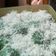 Cooksnap dari Vanmood untuk resep Klepon tepung ketan simple