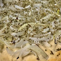 El cooksnap de Mabi cuando hizo Fugazzeta rellena (en Thermomix).
