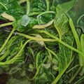 Cooksnap dari Khatrine Liliani untuk resep Sayur bayam