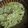 El cooksnap de Guadalupe Sotarriba Carmona cuando hizo Rajas poblanas con pollo.
