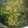 El cooksnap de Ana Carla Ferreira cuando hizo Arroz con pollo y gandules verdes.