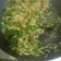 El cooksnap de Ana Carla Ferreira cuando hizo Arroz con pollo y gandules verdes.