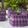 Cooksnap dari itaira untuk resep Kue lapis ubi ungu #pr_lapistradisional