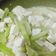 Cooksnap dari Tsuroyya Baabduh untuk resep Tumis Labu Siam Tahu Santan