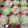 Cooksnap dari Mama untuk resep BOLU KUKUS MEKAR (no sprite)
