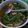 Cooksnap dari sumi ayu untuk resep 442. Tumis Daun Ginseng