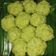 Cooksnap dari Rabiatul Adawiyah Hasbullah untuk resep Tape Ketan Daun Katu (step by step)