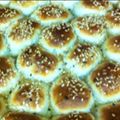 صورة من Om Malek 1، شاركها بعد تجربة وصفة خلية النحل