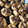 El cooksnap de Mariela cuando hizo Galletitas de coco y yemas.