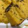 Cooksnap dari Ditya Ririi untuk resep Bolu Panggang Labu Kuning
