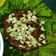 Cooksnap dari Minda Mora untuk resep Tahu telur dengan saus kacang