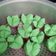 Cooksnap dari Leny Erlinda untuk resep Kue Mangkok Tepung Beras