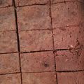 あの子のねえね's cooksnap of when they made 濃厚♡チョコブラウニー／バレンタイン♪.