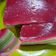 Cooksnap dari Kathrin Samosir untuk resep Kue Pepe / Lapis Sagu Rainbow